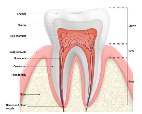 Root Canal Treatment in Denver, CO | Save Your Tooth! | Dr. Rice